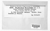 Phyllosticta petasitidis image